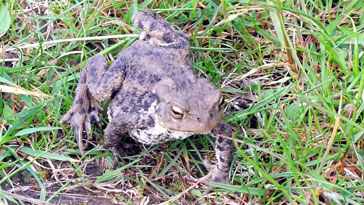 Common Frog - right click on image to get a new window displaying a 1920x1080 image to download