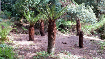 Tree Ferns