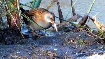 Water Rail - right click on image to get a new window displaying a 1920x1080 image to download