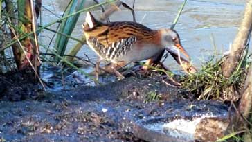 Water Rail - right click on image to get a new window displaying a 1920x1080 image to download
