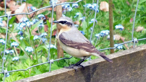 Wheatear