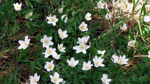 Wood Anemone