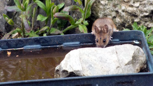 Wood Mouse