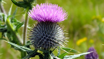 Wooly Thistle
