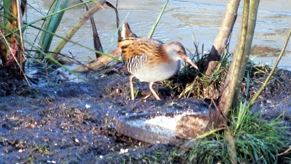 Water Rail