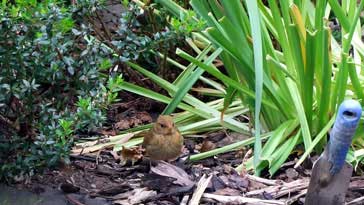 Young 'Fawn' Robin